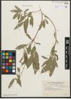 Foto von Salix pycnostachya Andersson